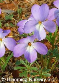 Viola pedata                            